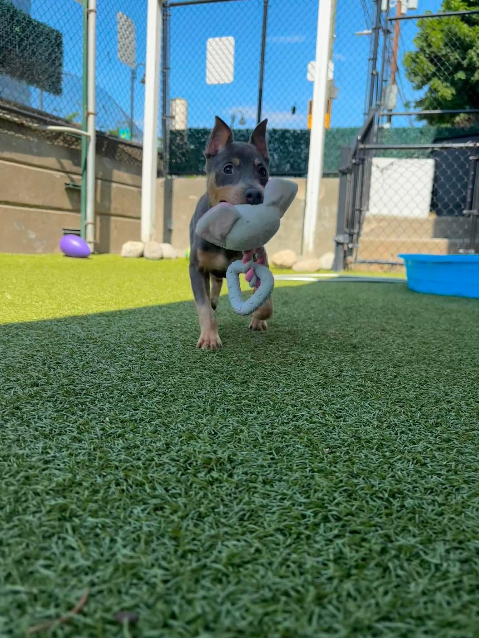 Napoleon, an adopted Miniature Pinscher in Stamford, CT image 4/6