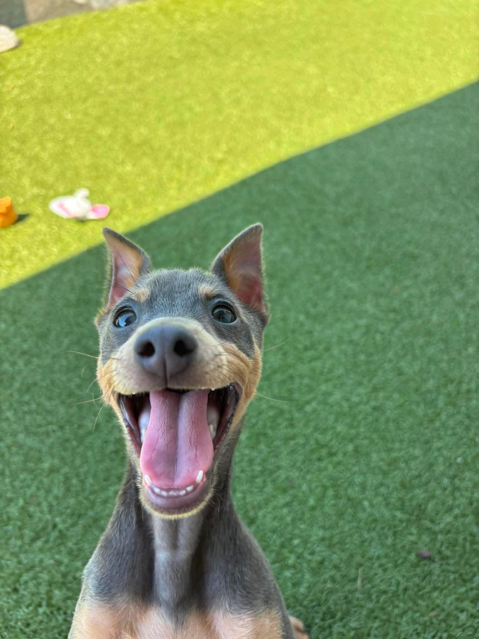 Napoleon, an adopted Miniature Pinscher in Stamford, CT image 3/6