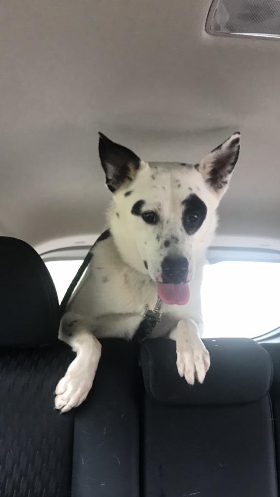 King, Adoptable, Adult Male Australian Cattle Dog / Blue Heeler.