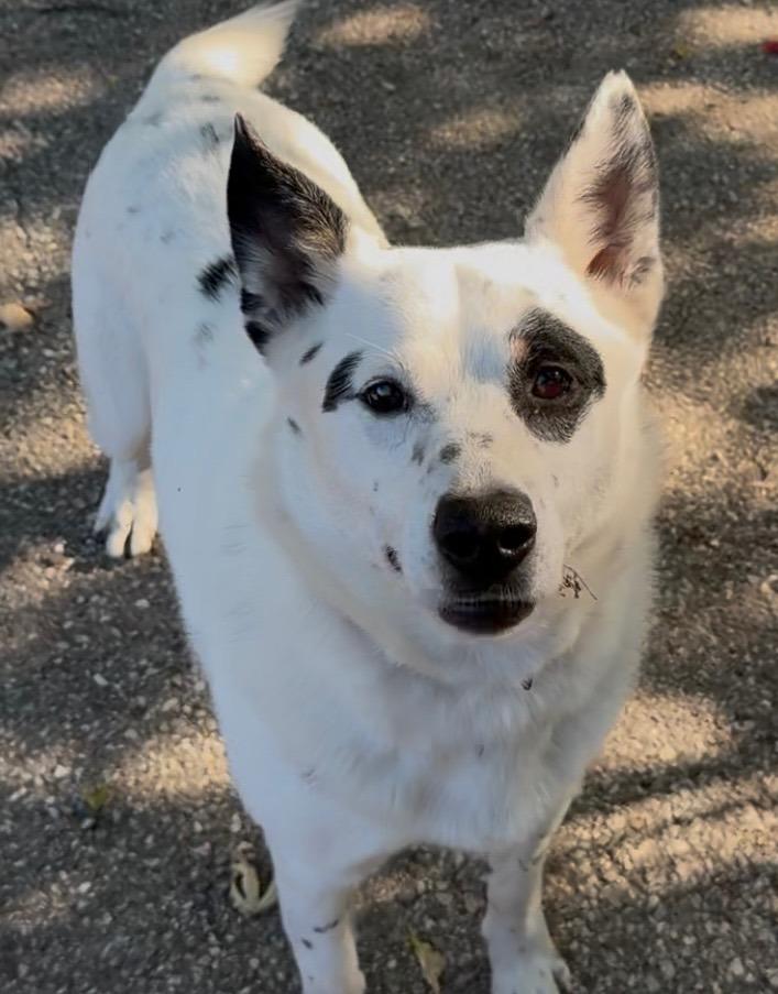 Enlarge King, a Adoptable mixed breed in Indianapolis, IN image 3/6