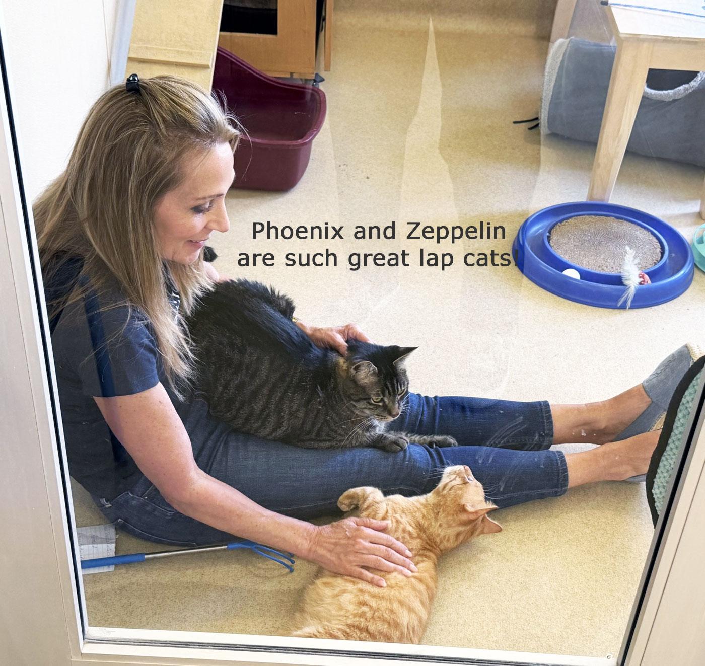 ZEPPELIN - MY ADOPTION FEE IS HALF PRICE IN JUNE, an adoptable Tabby in San Clemente, CA image 2/3