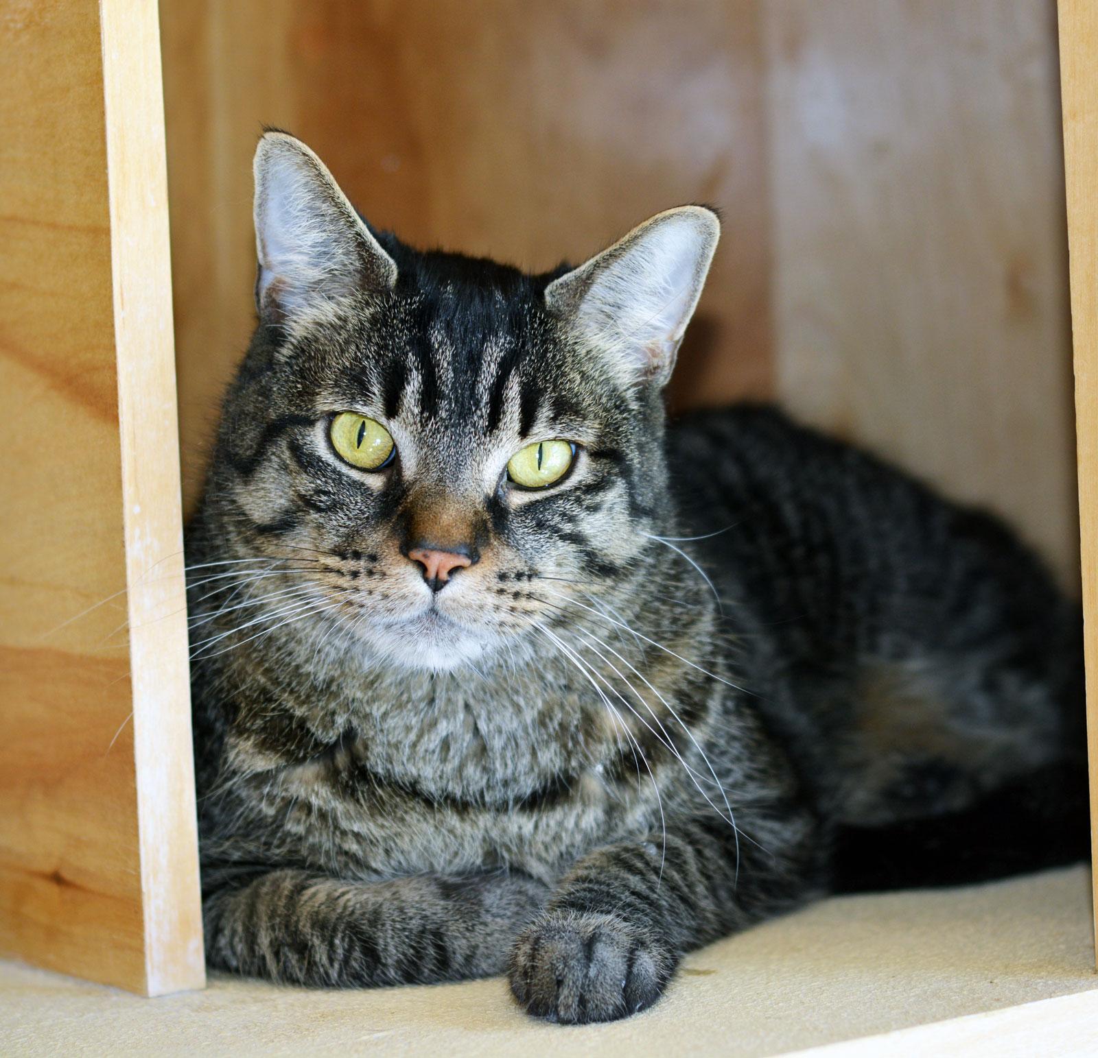 ZEPPELIN - MY ADOPTION FEE IS HALF PRICE IN JUNE, an adoptable Tabby in San Clemente, CA image 1/3