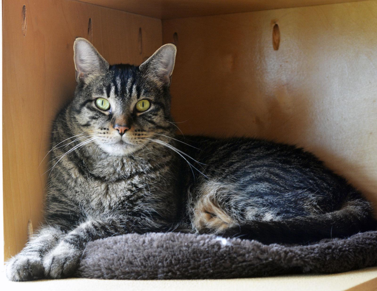 ZEPPELIN - MY ADOPTION FEE IS HALF PRICE IN JUNE, an adoptable Tabby in San Clemente, CA image 3/3