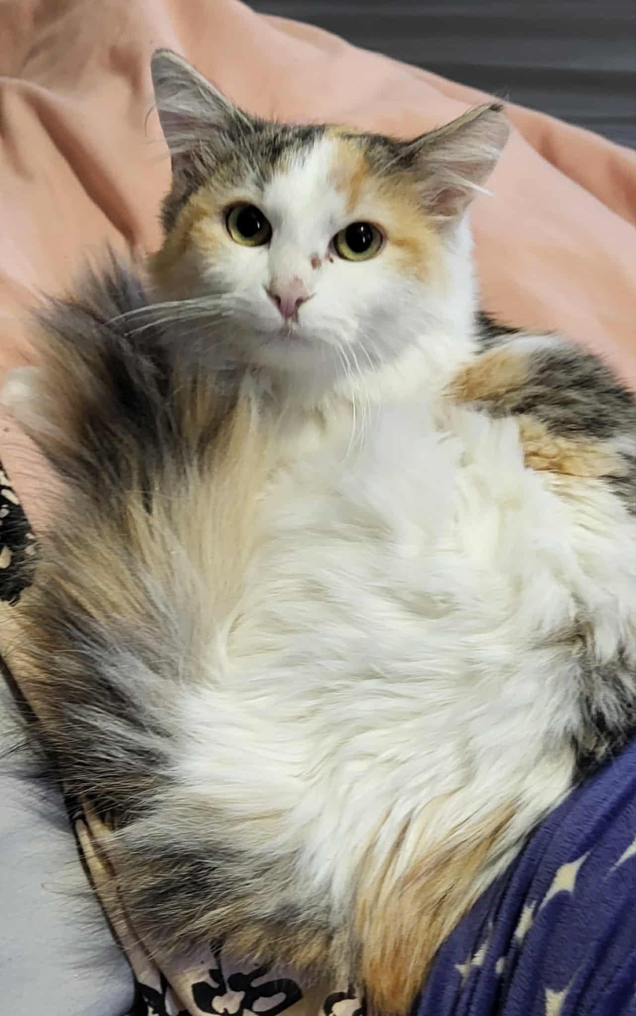 Jupiter, a Adoptable mixed breed in Price, UT image 1/5