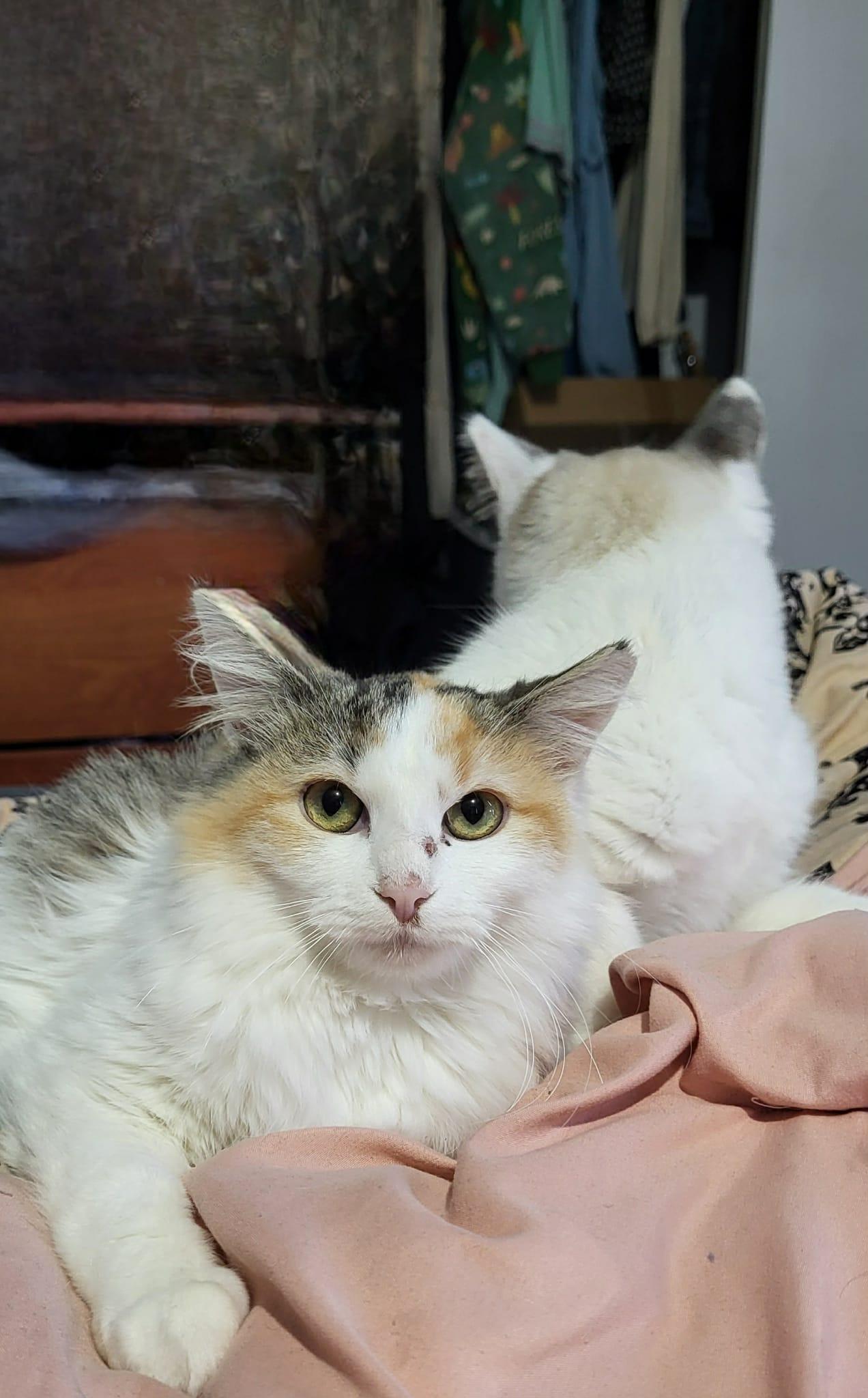 Jupiter, a Adoptable mixed breed in Price, UT image 3/5