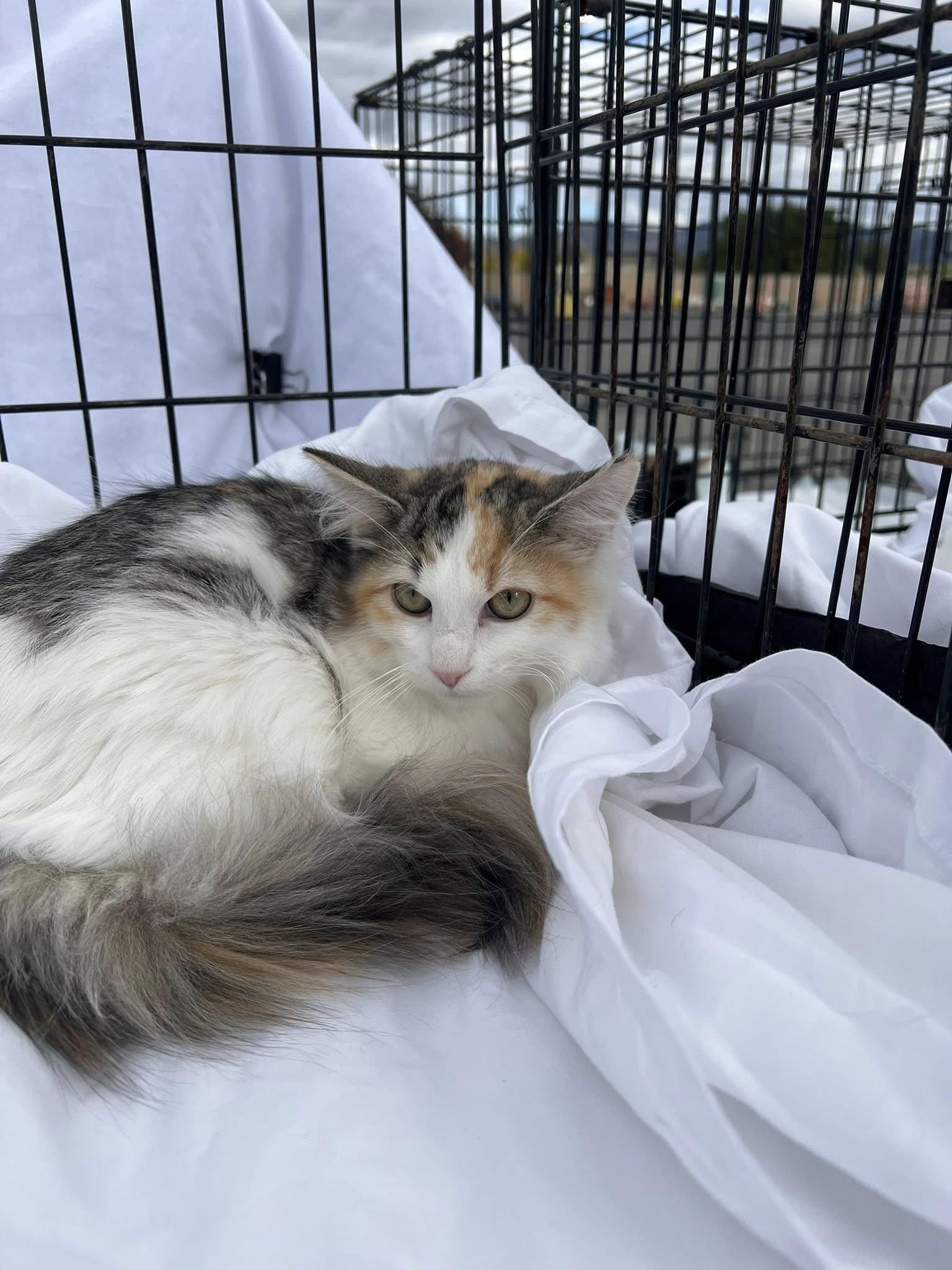 Jupiter, a Adoptable mixed breed in Price, UT image 4/5