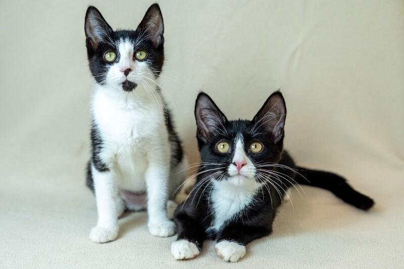 Eden, Adoptable, Young Female Domestic Short Hair.