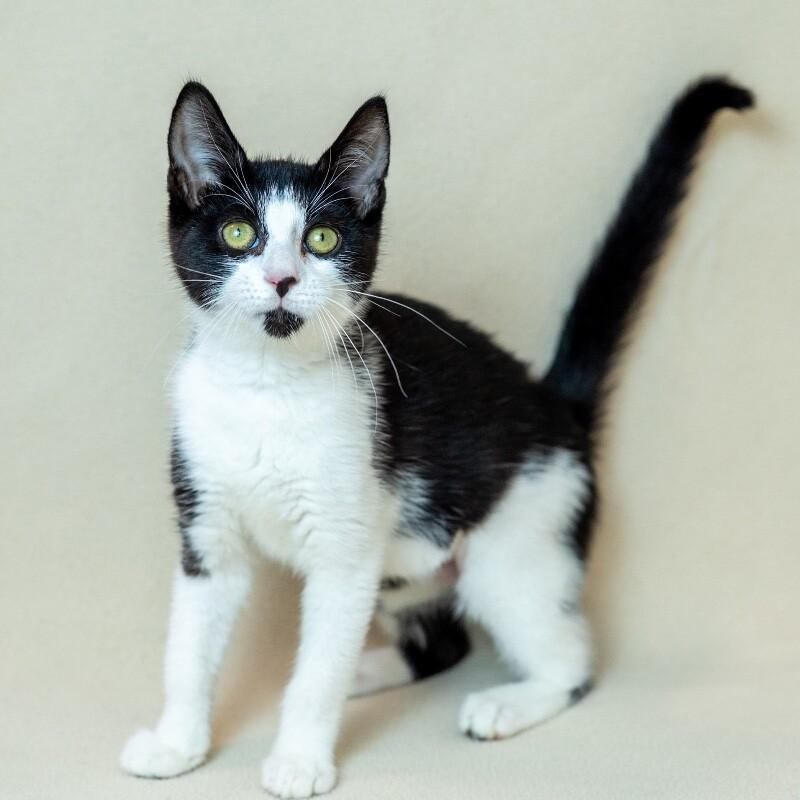 Enlarge Eden, a Adoptable Domestic Short Hair in North Babylon, NY image 2/6