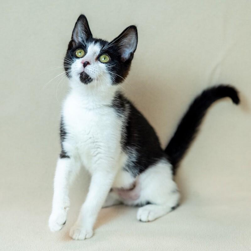 Enlarge Eden, a Adoptable Domestic Short Hair in North Babylon, NY image 3/6