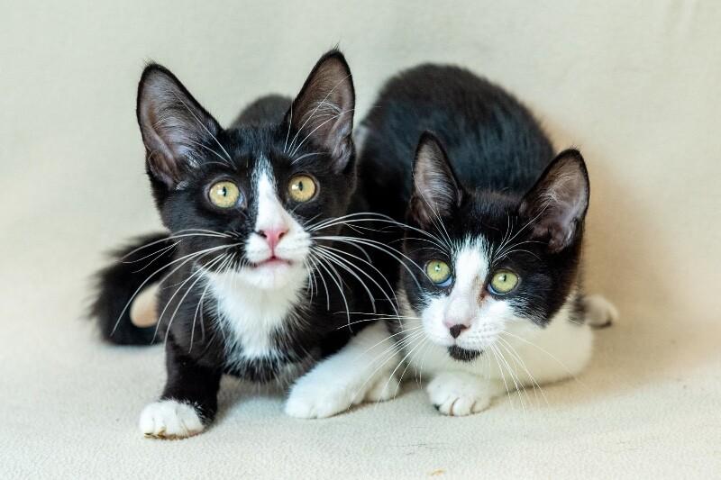 Enlarge Eden, a Adoptable Domestic Short Hair in North Babylon, NY image 4/6