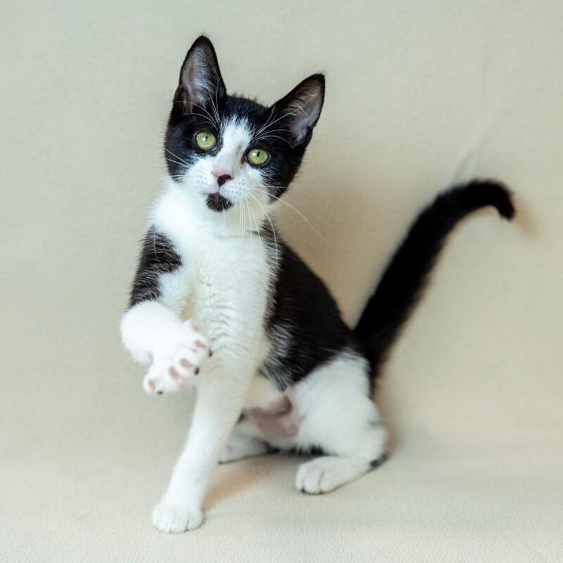 Enlarge Eden, a Adoptable Domestic Short Hair in North Babylon, NY image 5/6
