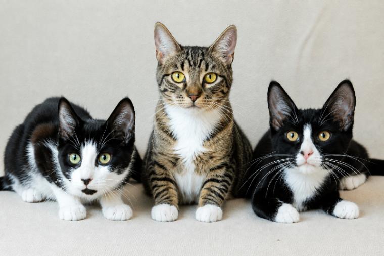 Enlarge Eden, a Adoptable Domestic Short Hair in North Babylon, NY image 6/6