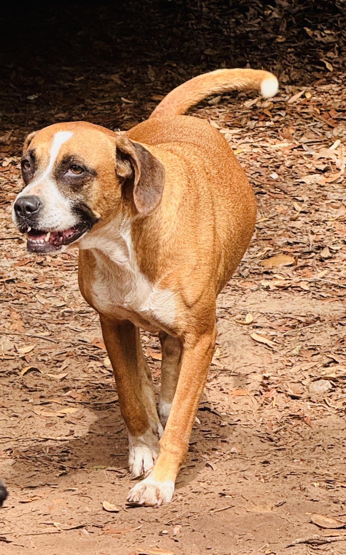 Enlarge Roxie, a ADOPTABLE mixed breed in Jacksonville, FL image 3/3