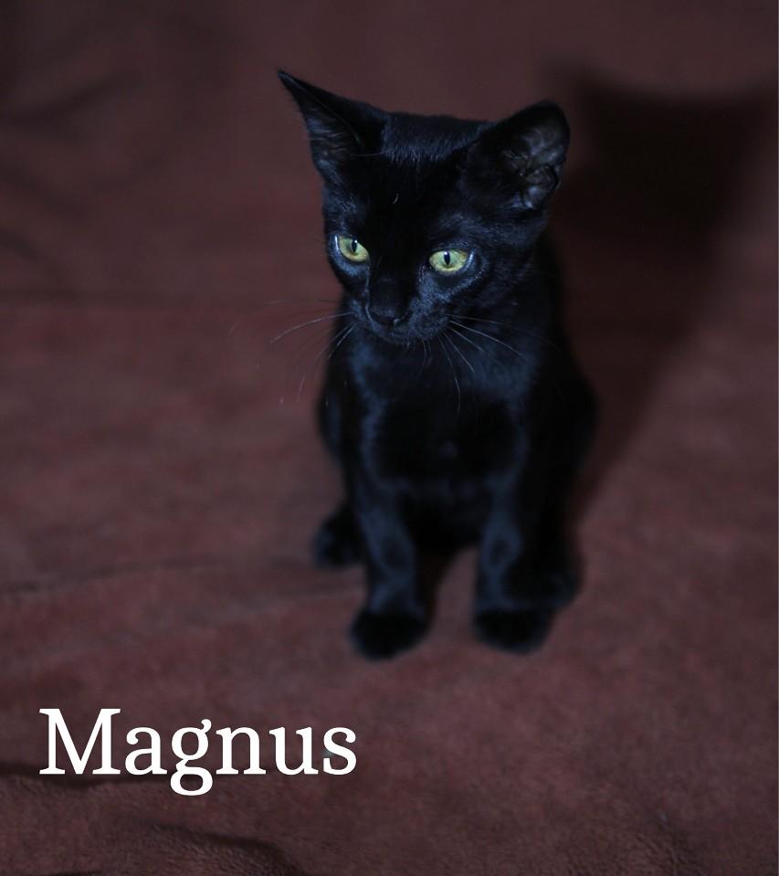 Enlarge Nimbus and Magnus, an adopted mixed breed in Mission Viejo, CA image 3/6