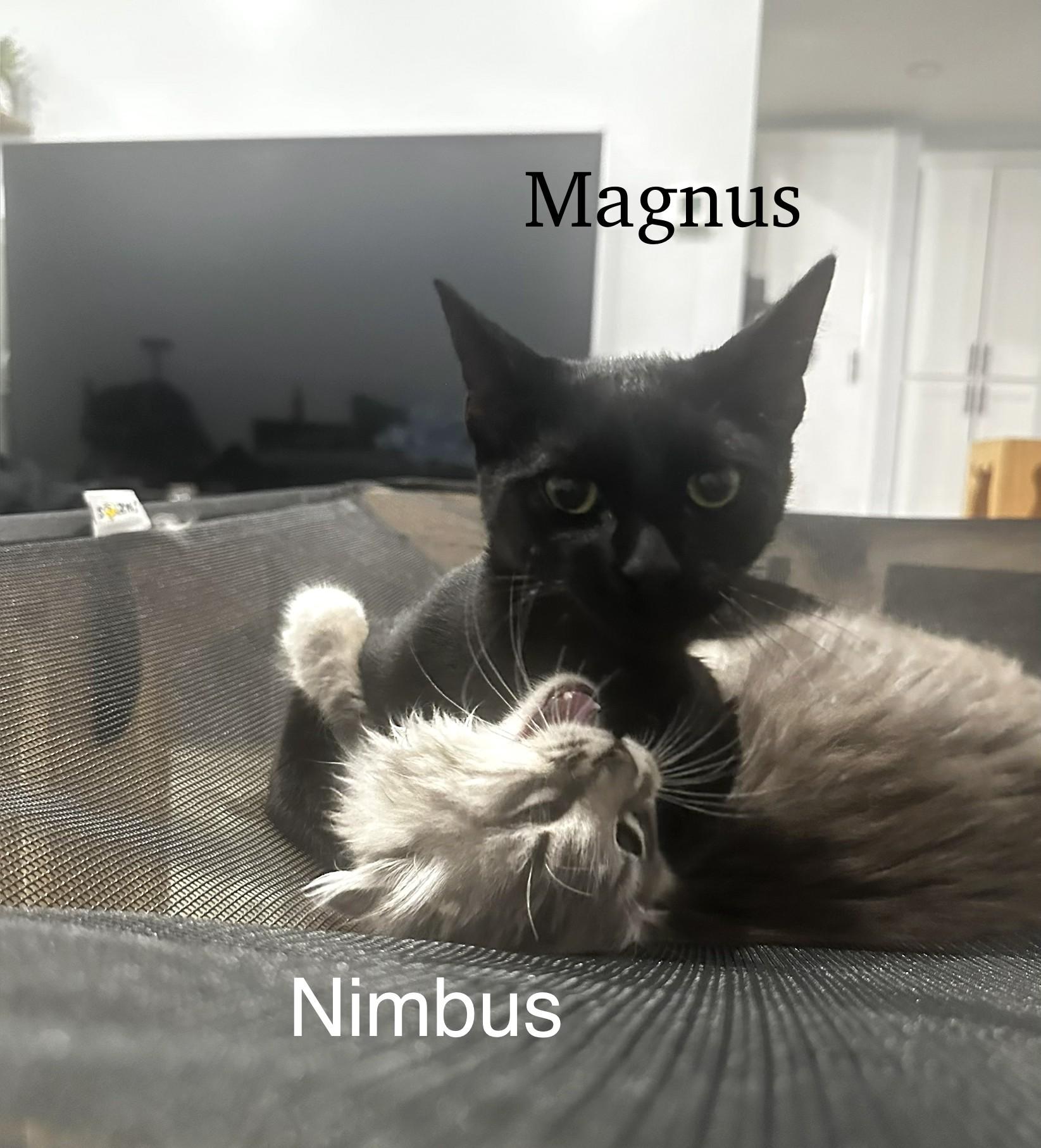 Nimbus and Magnus, adopted, Kitten Male Maine Coon & Bombay.