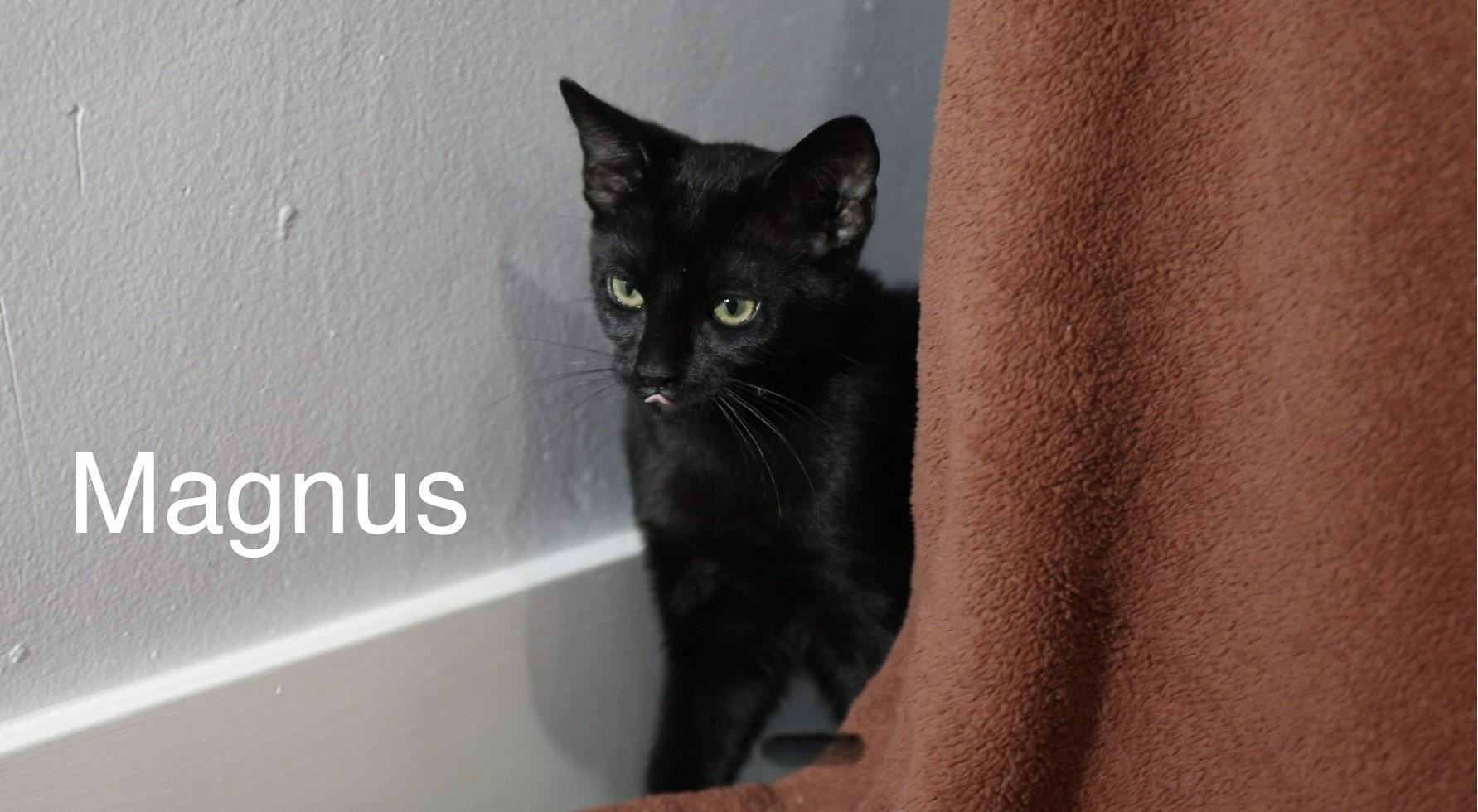 Enlarge Nimbus and Magnus, an adopted mixed breed in Mission Viejo, CA image 5/6