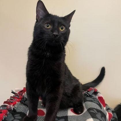 Trevor, adopted, Young Male Domestic Short Hair.