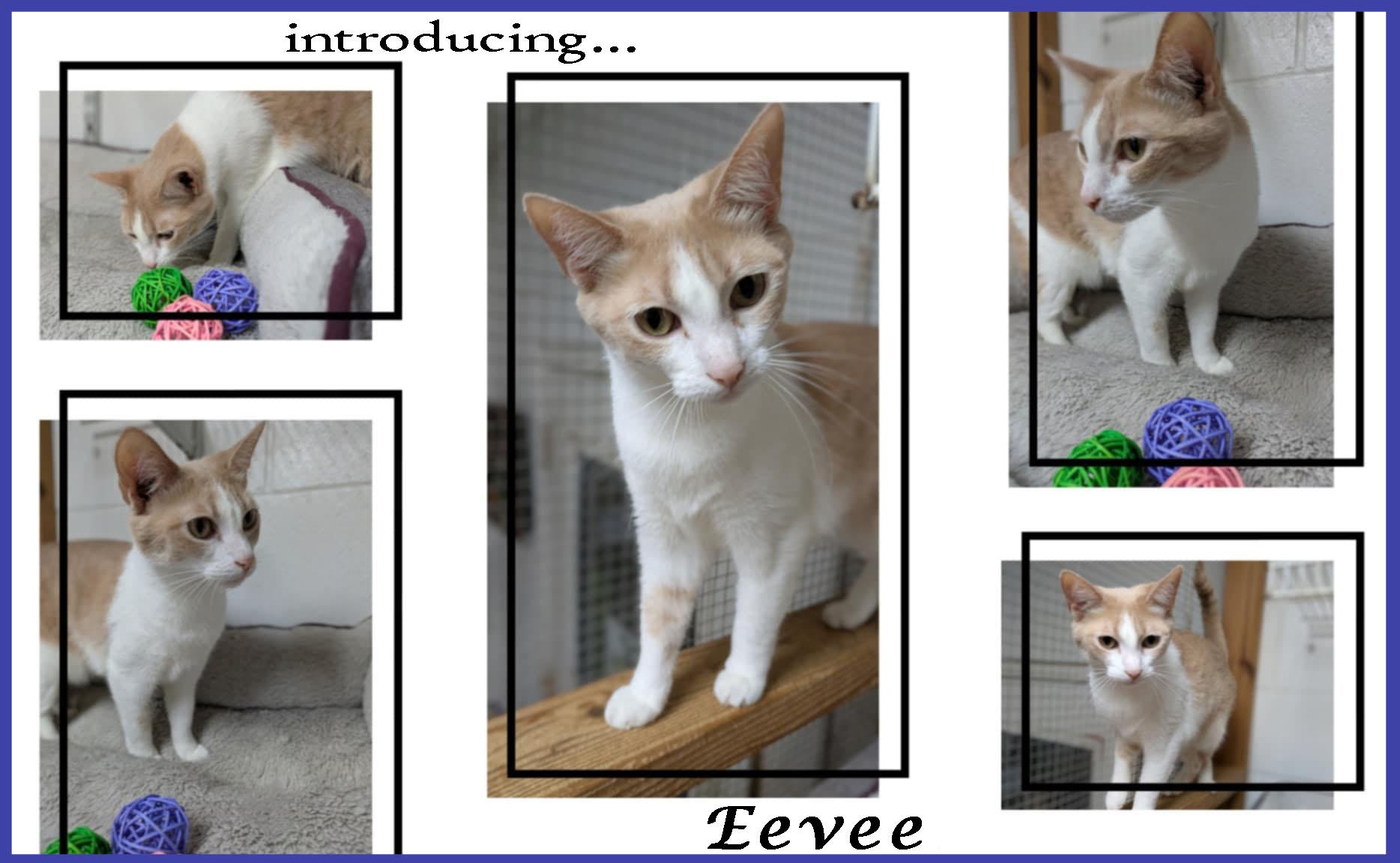 Eevee, a Adoptable mixed breed in Ozark, AL image 1/3