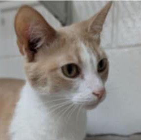 Eevee, a Adoptable mixed breed in Ozark, AL image 2/3