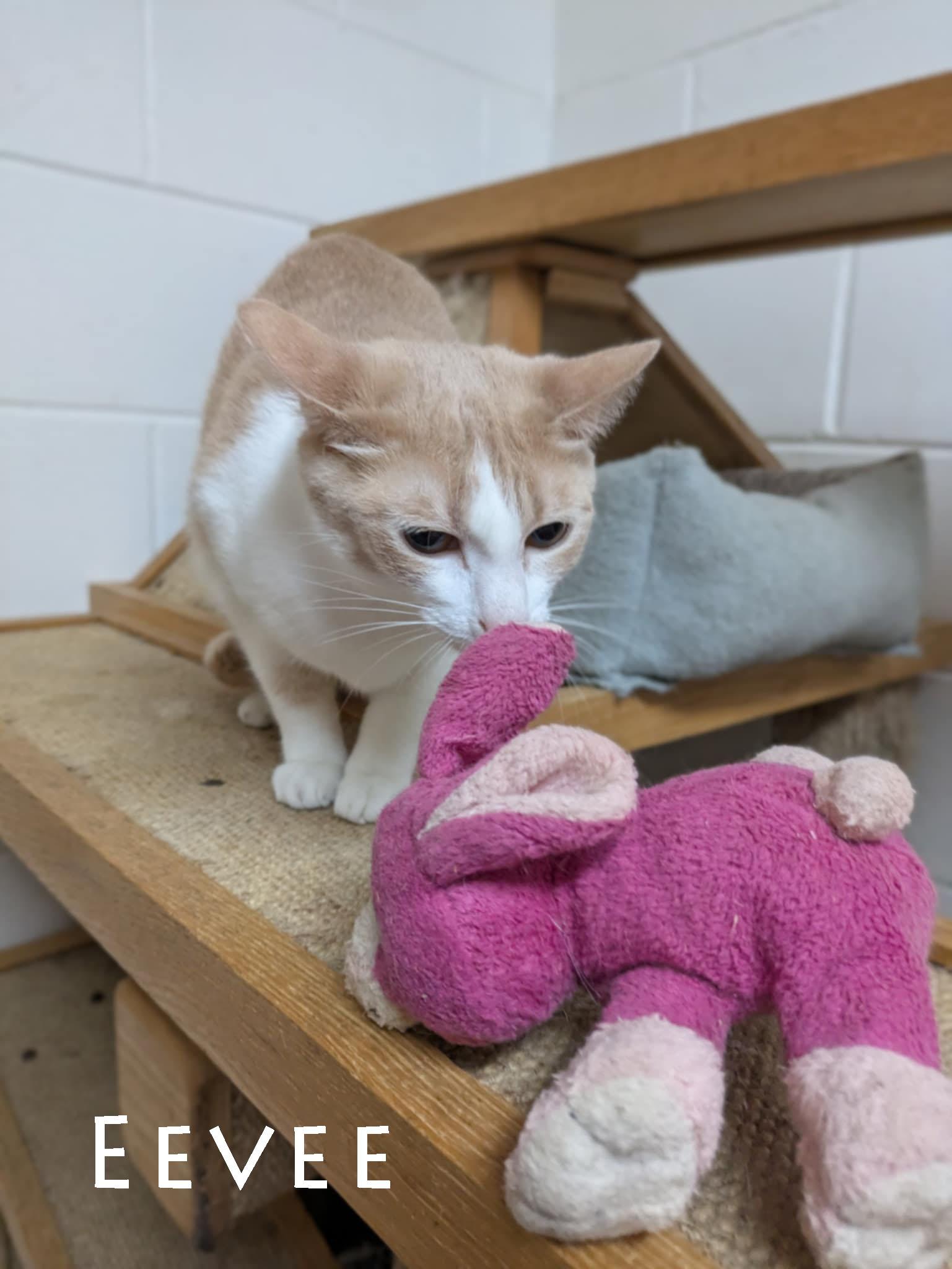 Eevee, a Adoptable mixed breed in Ozark, AL image 3/3