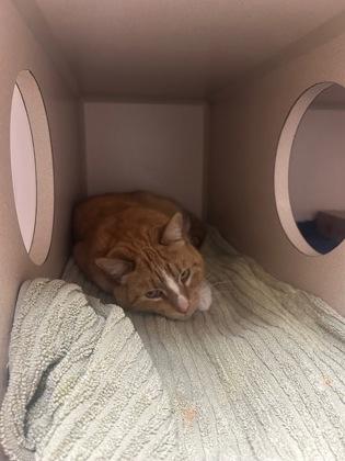 Remy, a Adoptable Domestic Short Hair in Steamboat Springs, CO image 2/2