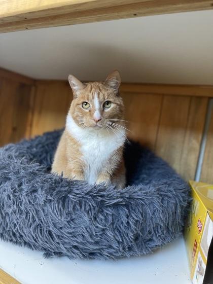 Remy, Adoptable, Adult Female Domestic Short Hair.