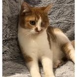 Ember - Courtesy Post, adopted, Young Male Domestic Medium Hair.