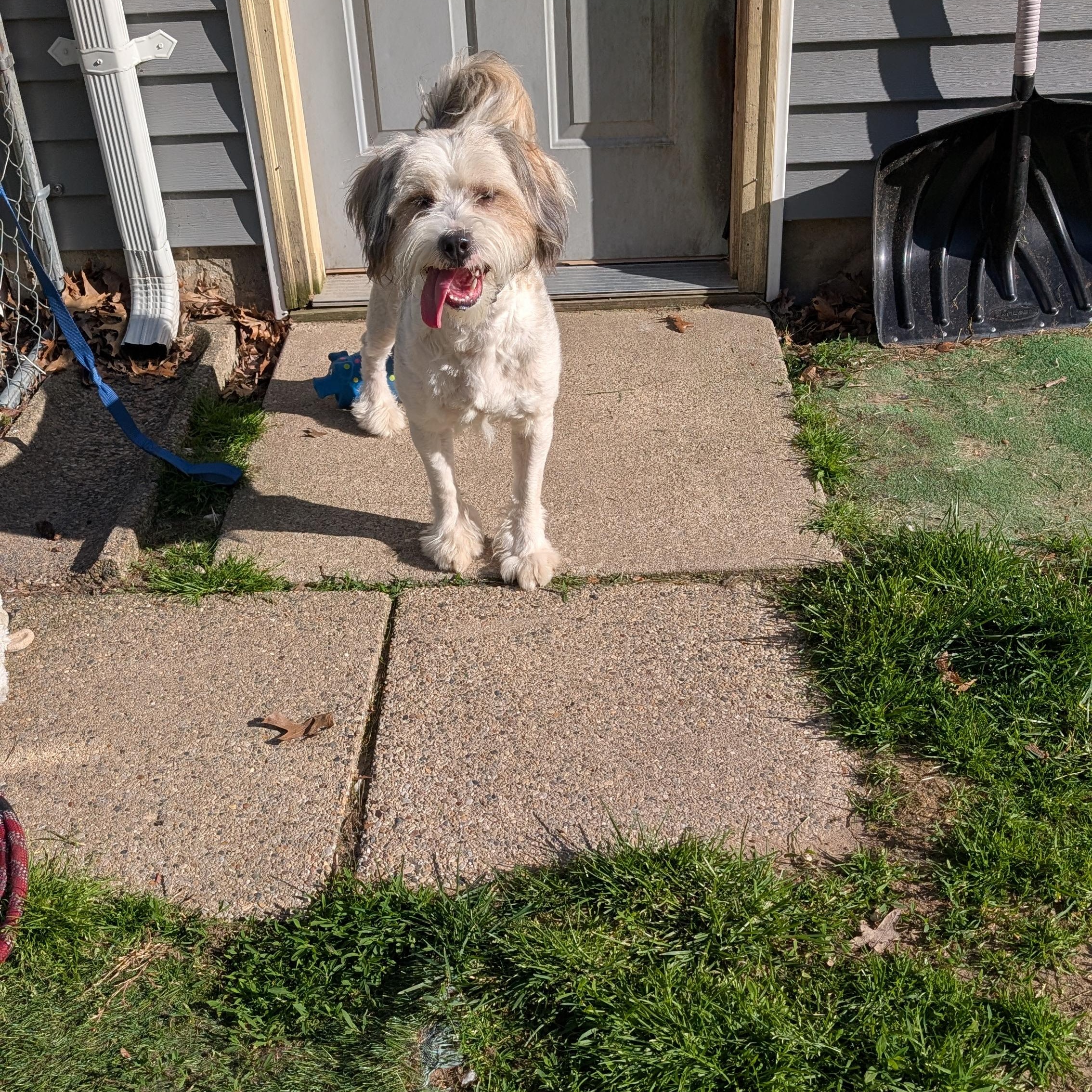 Enlarge Simba, an adopted mixed breed in Sturgis, MI image 3/6
