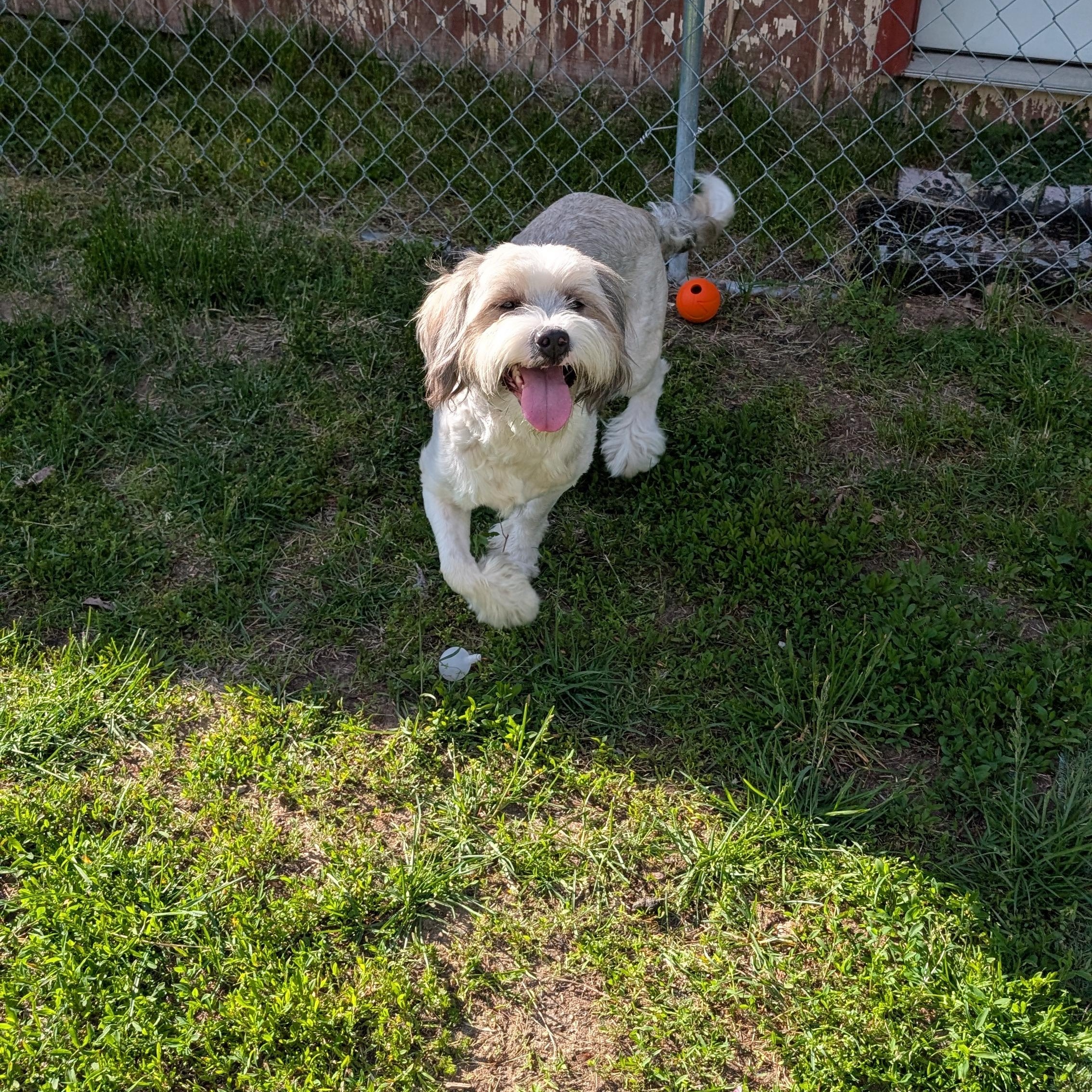 Simba, adopted, Adult Male Australian Shepherd & Shih Tzu.