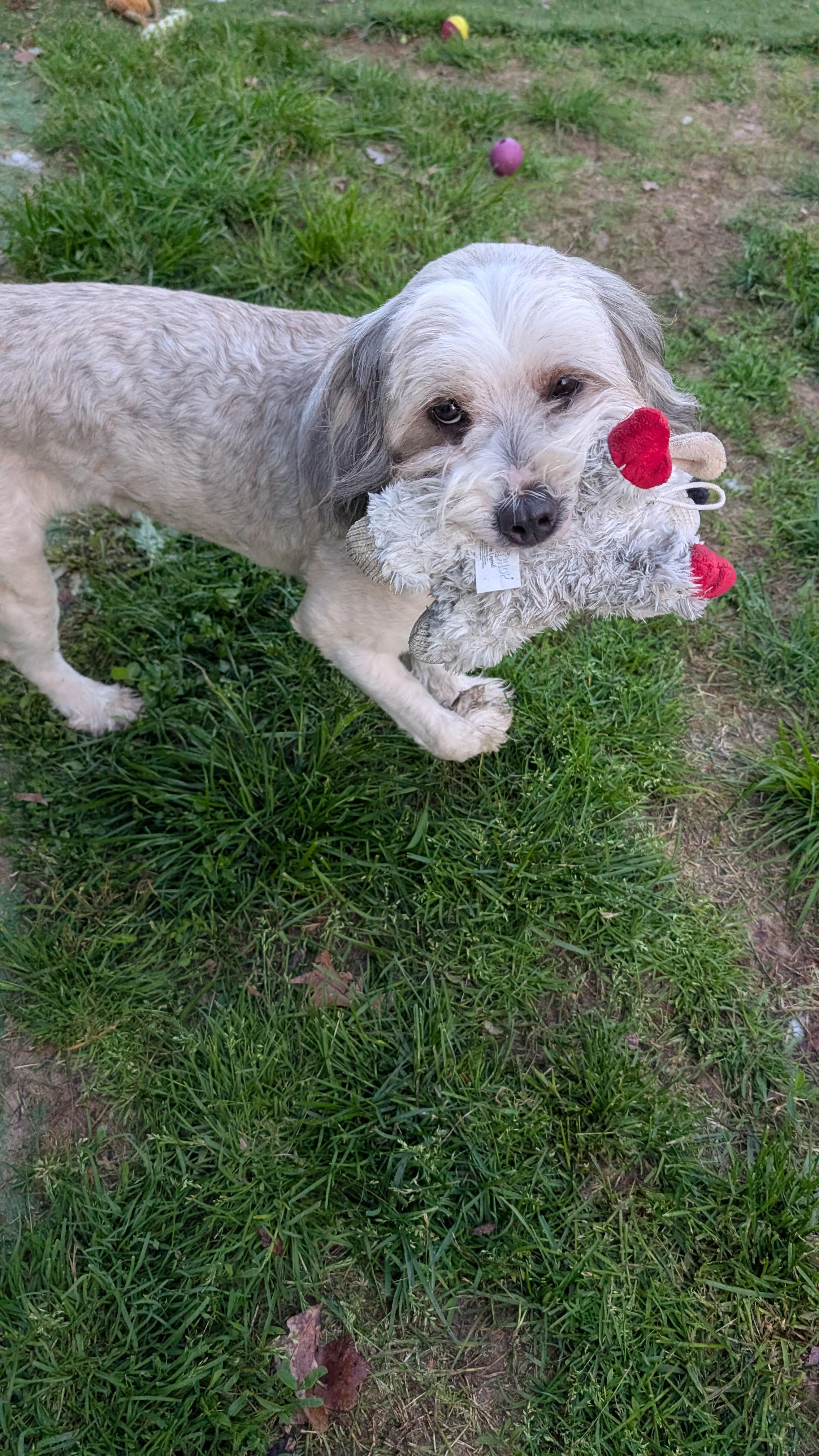 Enlarge Simba, an adopted mixed breed in Sturgis, MI image 6/6