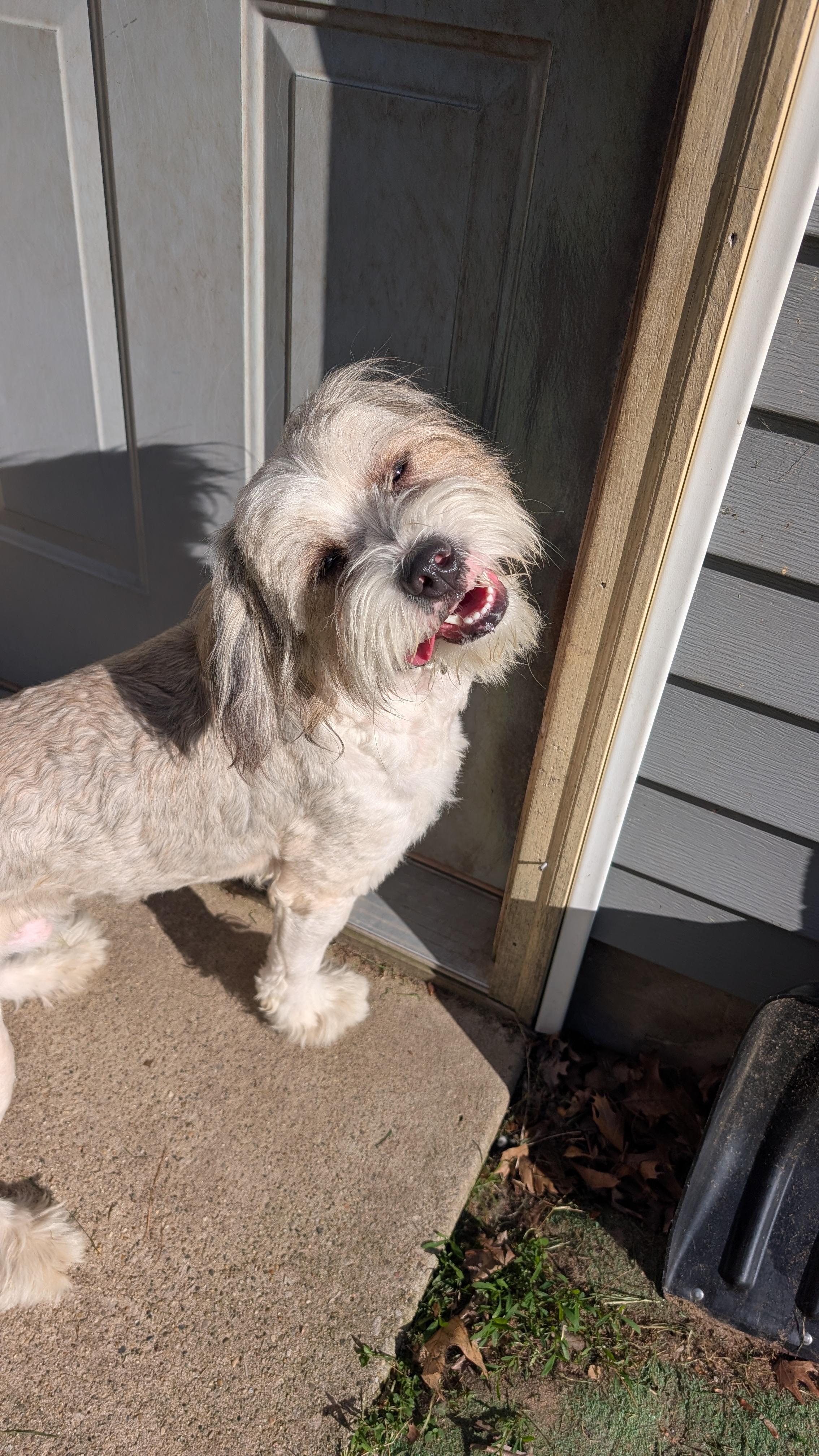 Enlarge Simba, an adopted mixed breed in Sturgis, MI image 2/6