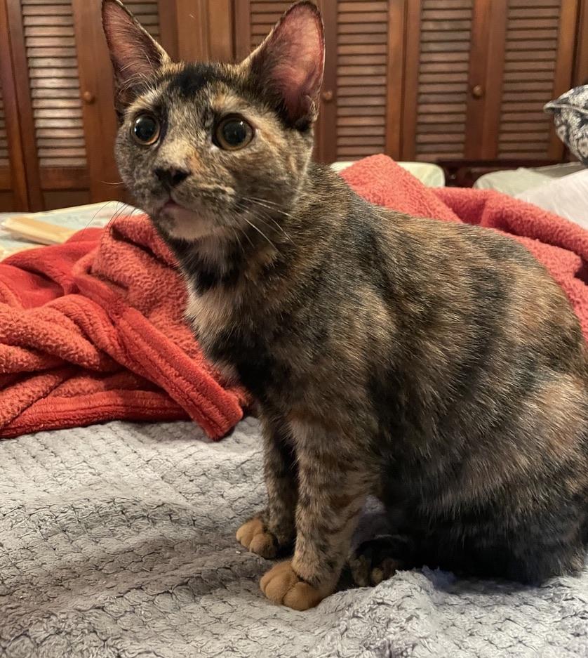 Daisy, Adoptable, Young Female Domestic Short Hair.