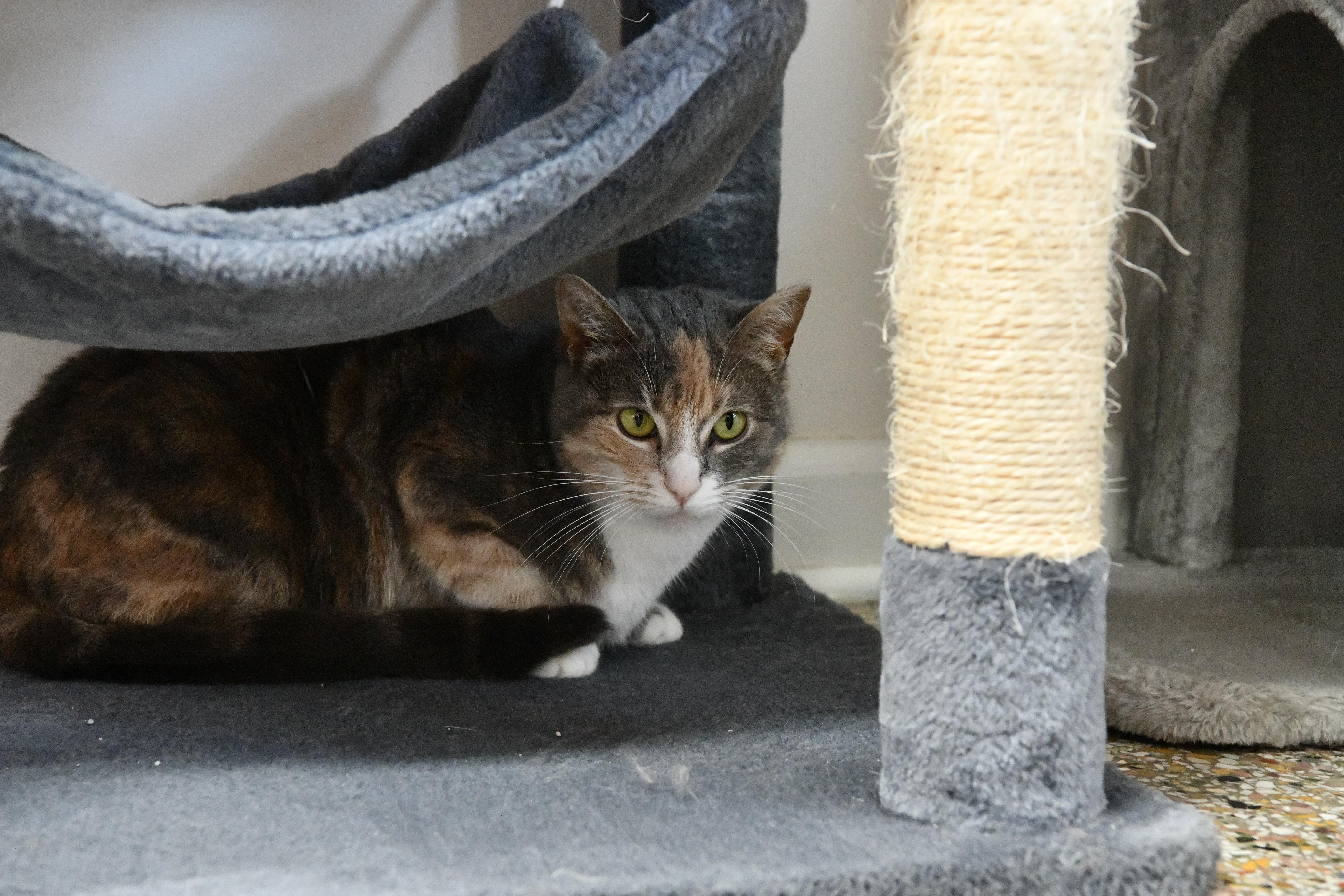 Enlarge Clementine, a ADOPTABLE Domestic Short Hair in Fairhope, AL image 2/3