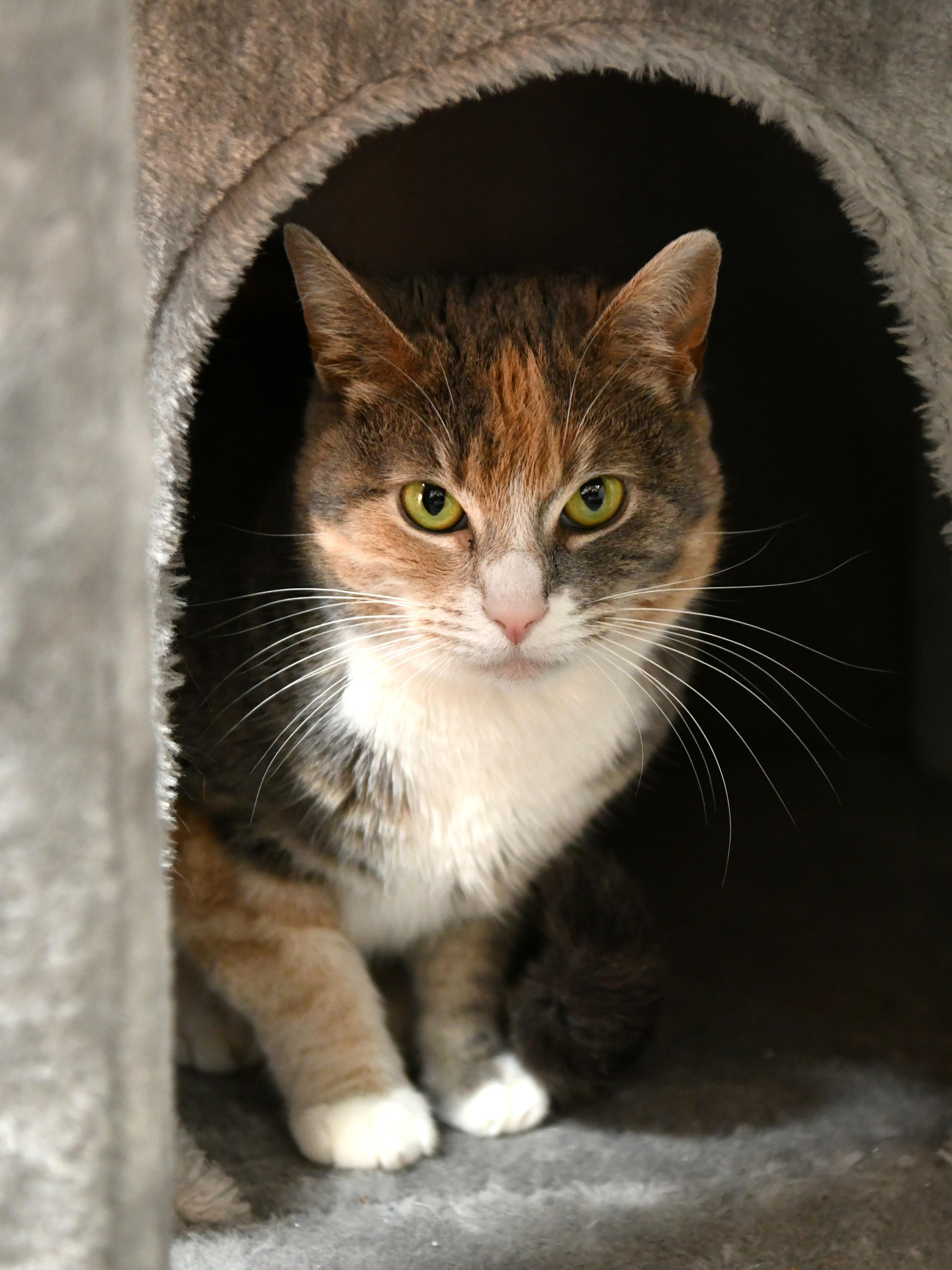 Enlarge Clementine, a ADOPTABLE Domestic Short Hair in Fairhope, AL image 1/2
