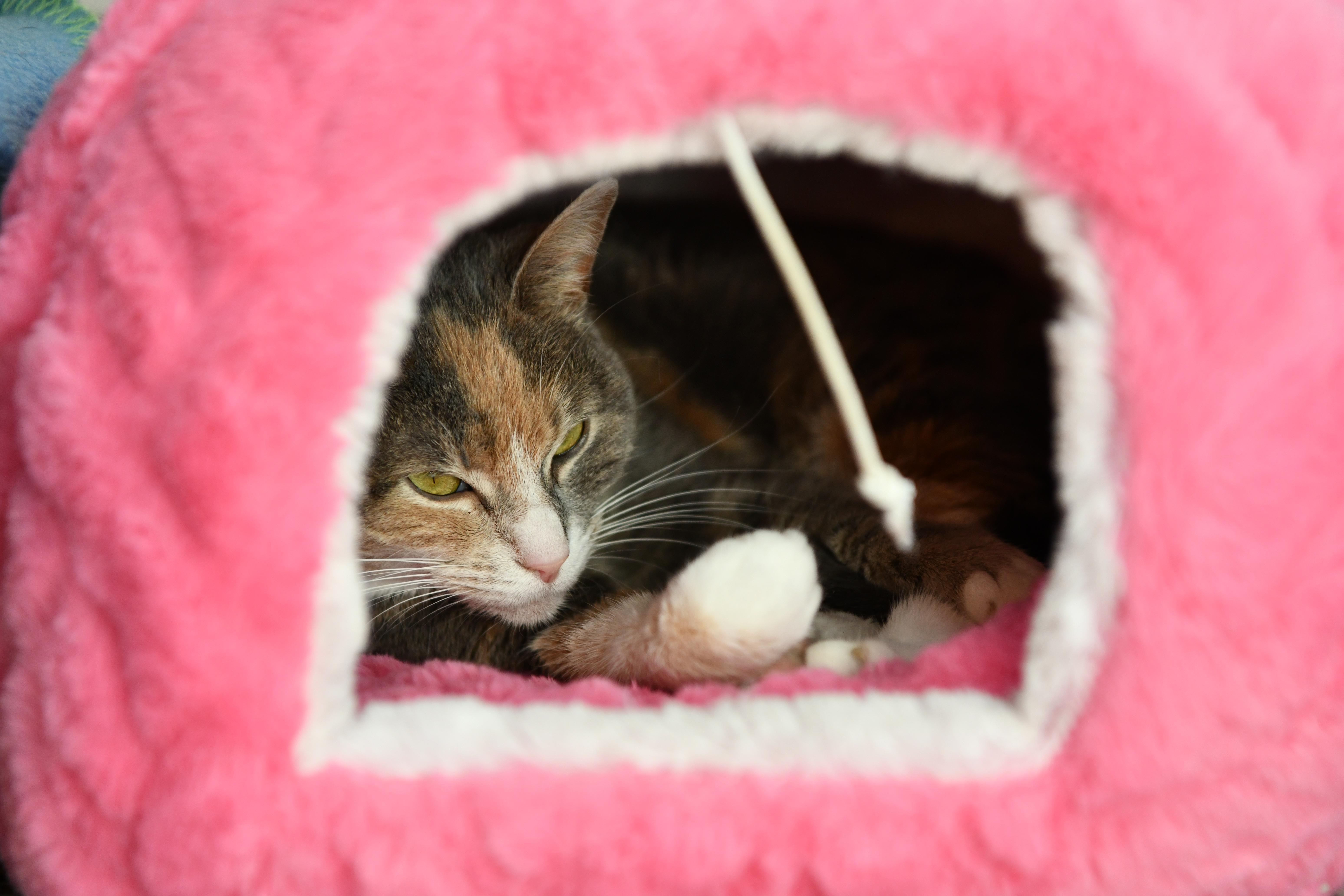 Enlarge Clementine, a ADOPTABLE Domestic Short Hair in Fairhope, AL image 2/2