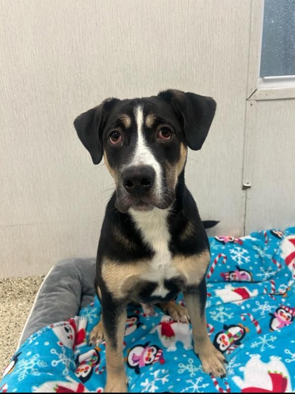 Enlarge King, a Adoptable mixed breed in Skillman, NJ image 2/2