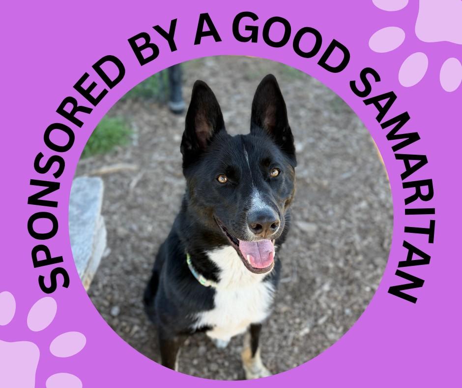 Enlarge THEODORE*, a Adoptable mixed breed in Santa Cruz, CA image 1/1