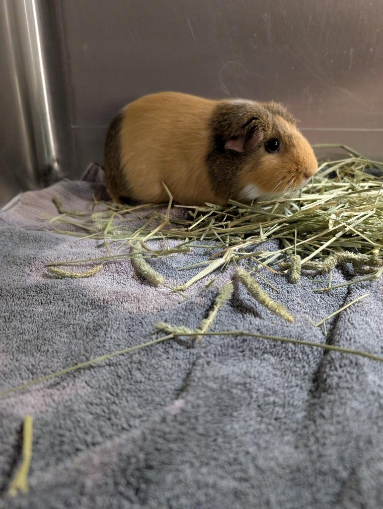 Polly, Adoptable, Adult Female Guinea Pig.