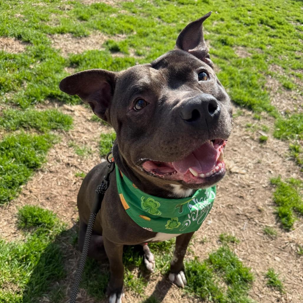 Enlarge Chase, a Adoptable mixed breed in Concord, NC image 2/6