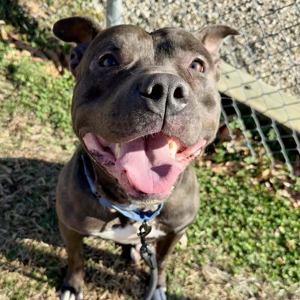 Enlarge Chase, a Adoptable mixed breed in Concord, NC image 3/6