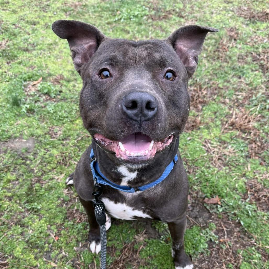 Enlarge Chase, a Adoptable mixed breed in Concord, NC image 5/6