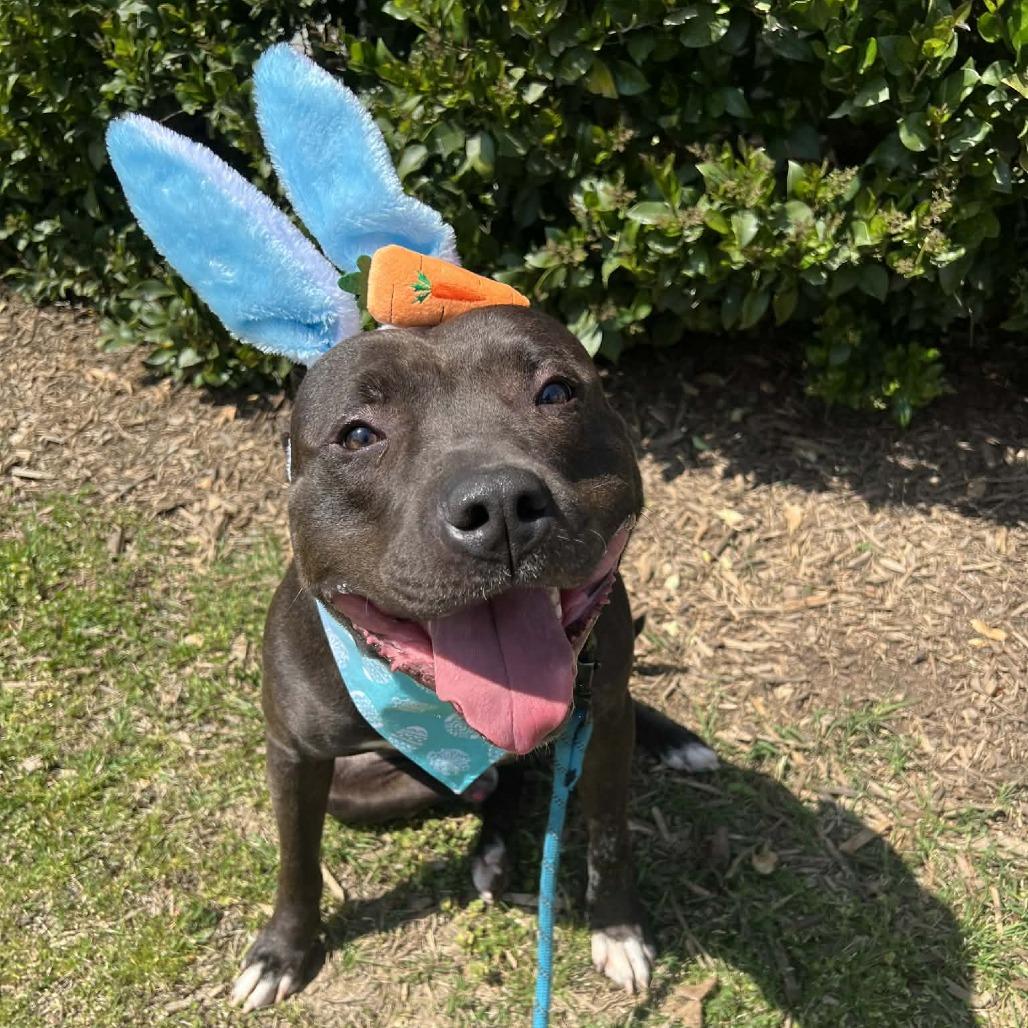 Enlarge Chase, a Adoptable mixed breed in Concord, NC image 6/6