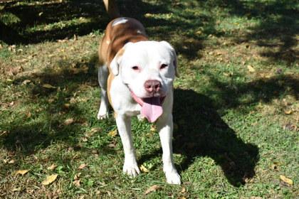 Kohl, Adoptable, Adult Male American Bulldog & Mixed Breed.