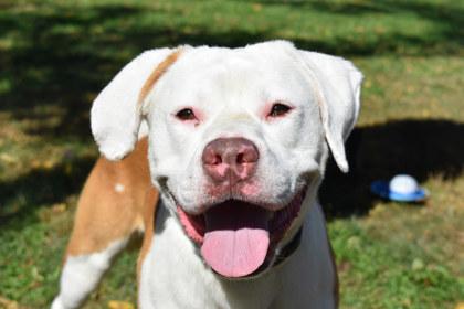 Enlarge Kohl, a Adoptable mixed breed in Kansas City, MO image 2/3