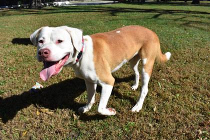 Enlarge Kohl, a Adoptable mixed breed in Kansas City, MO image 3/3