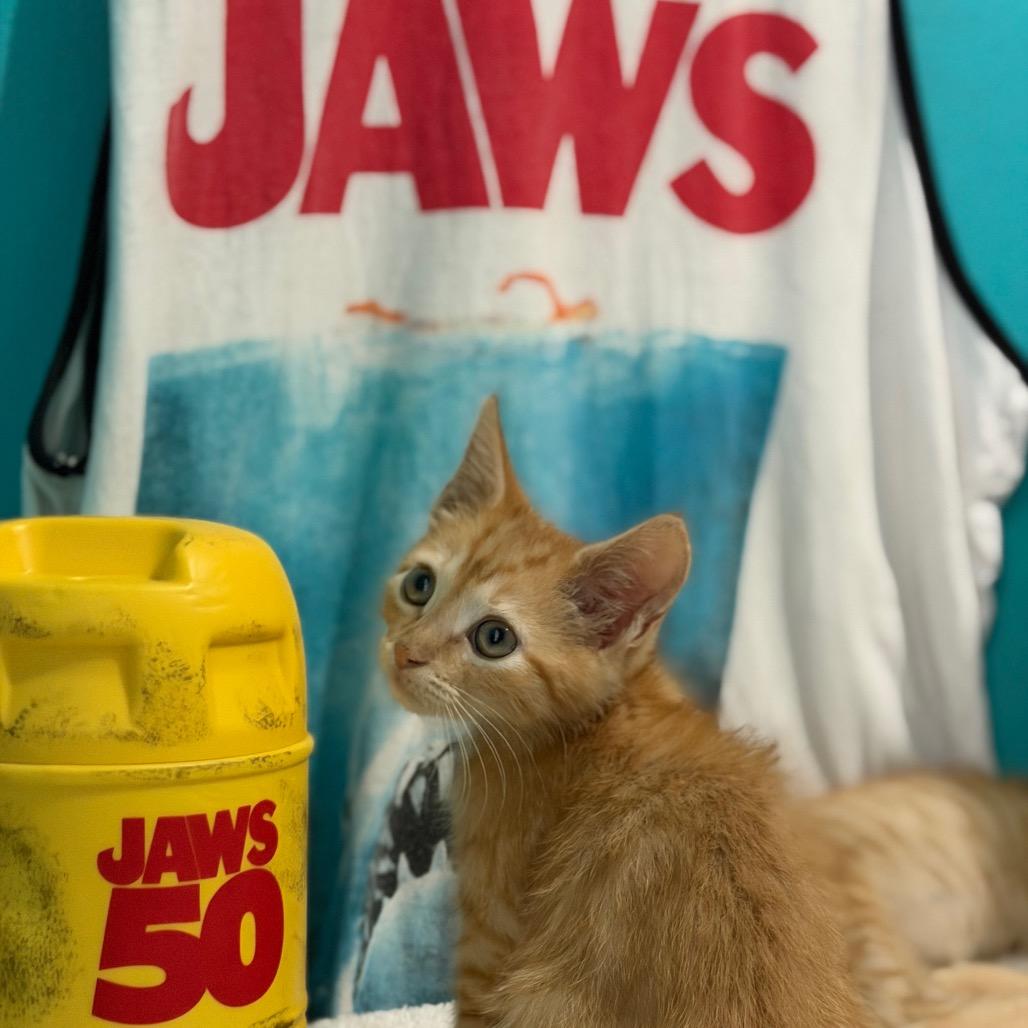Jaws, Adoptable, Kitten Male Domestic Short Hair.