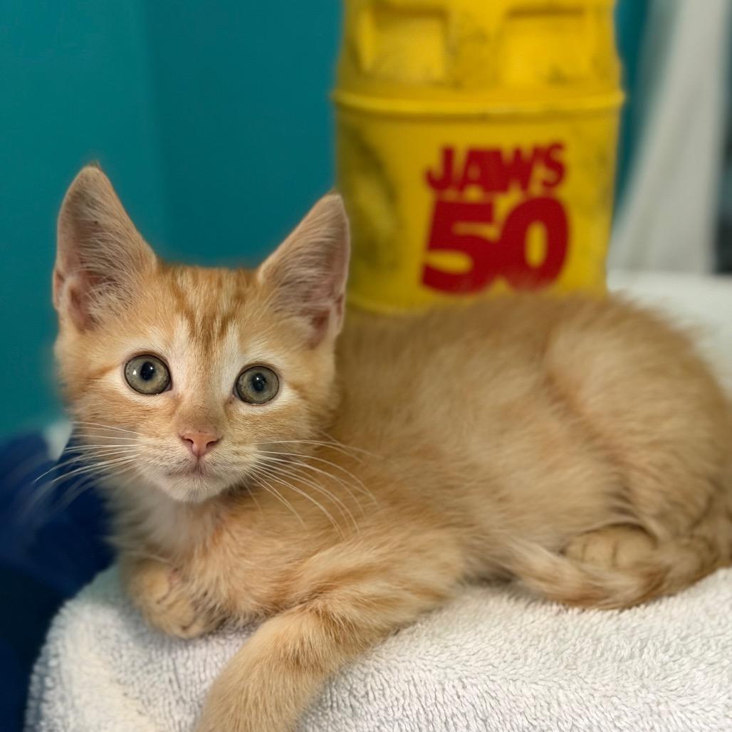 Enlarge Jaws, a Adoptable Domestic Short Hair in Brownsboro, AL image 2/5