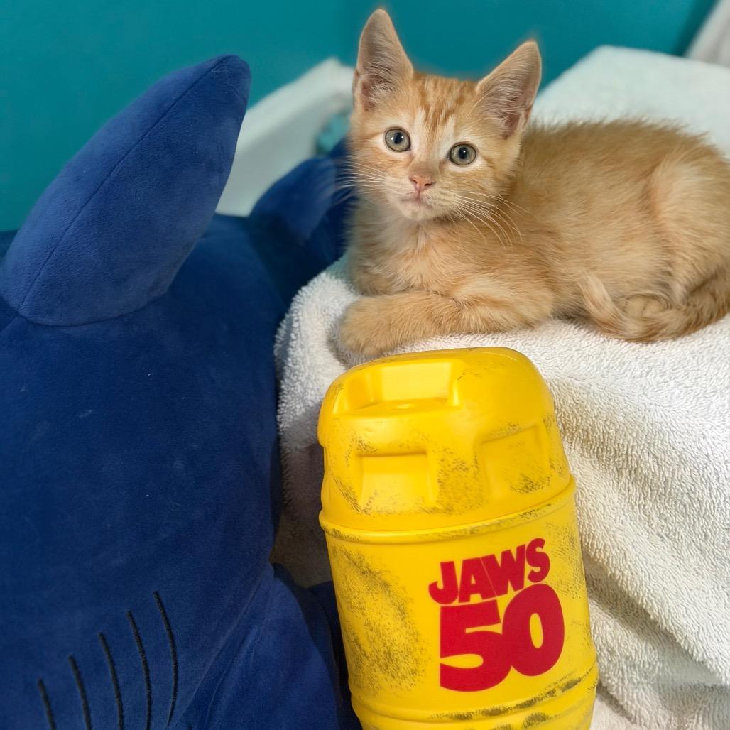 Enlarge Jaws, a Adoptable Domestic Short Hair in Brownsboro, AL image 3/5