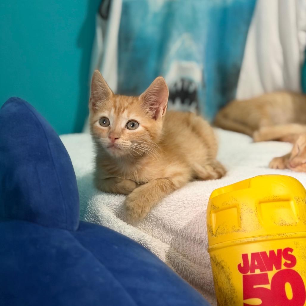 Enlarge Jaws, a Adoptable Domestic Short Hair in Brownsboro, AL image 4/5