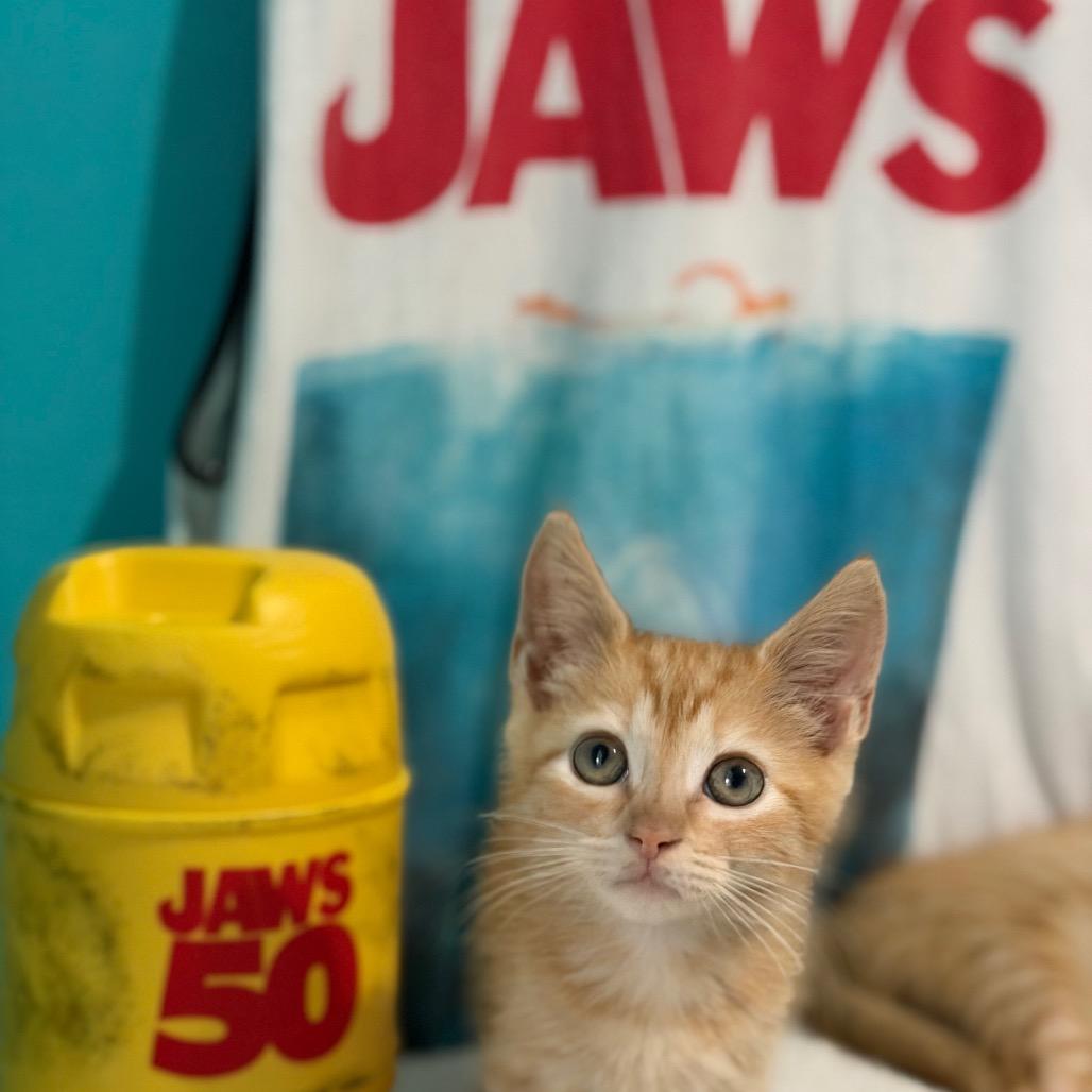 Enlarge Jaws, a Adoptable Domestic Short Hair in Brownsboro, AL image 5/5